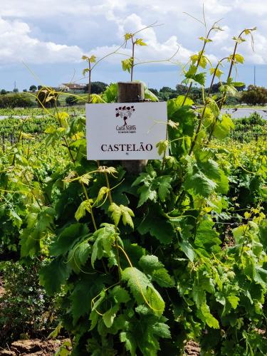Κήπος έξω από το Herdade das Castas Nobres