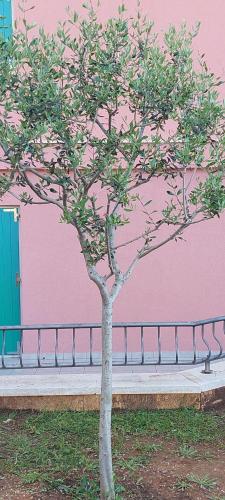 Φωτογραφία από το άλμπουμ του VELO JEDRO Apartmani PUNTA σε Veli Lošinj