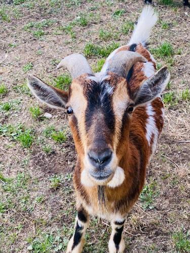 a brown goat standing in a field of grass at Le Mas d’Aloha in Plan-dʼOrgon