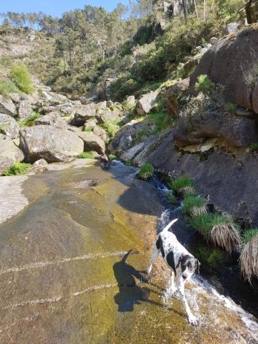 a dog walking in the water in a river at Casa Pedravedra in Mondim de Basto