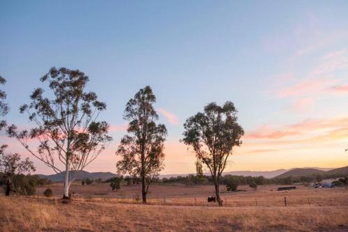 a group of trees in a field at sunset at Black Springs - A Romantic Bushland Escape in Mudgee