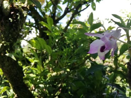 a purple flower is growing in a tree at Cabaña El Descanso #1, Macho Mora Mountain Lodge in Alaska