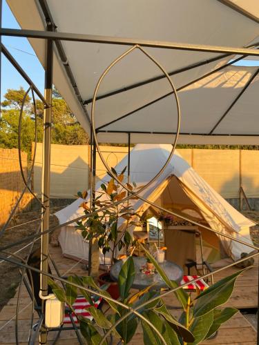 ein Zelt mit einer Pflanze davor in der Unterkunft Estera Tent in Grgomičić