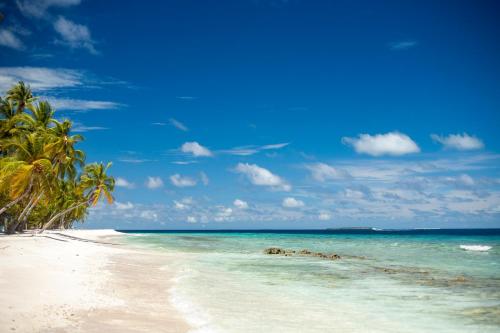 - une plage avec un palmier et l'océan dans l'établissement Dhonfulhafi Beach View, à Maalhos