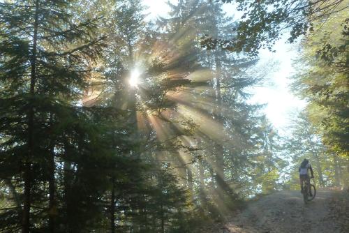 a person riding a bike on a trail in a forest at Haus Ladner in See