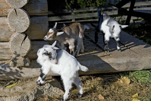 a group of goats standing next to a wooden fence at Hotel Gut Kramerhof in Kirchdorf in Tirol