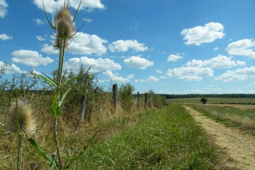 Le Sanglier Sauvage – Photos 5