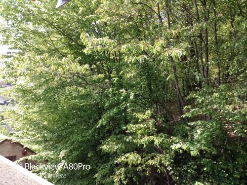 a large green tree next to a house at Um Burebierg apartment 35m2 in Buschrodt