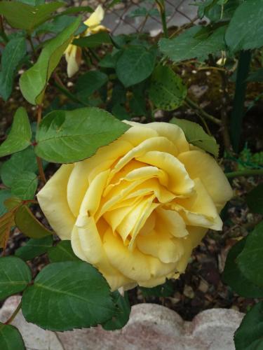 a yellow rose is growing in a garden at BED AND BREAKFAST LES ROSES MULTICOLORES DU 47 in Fumel