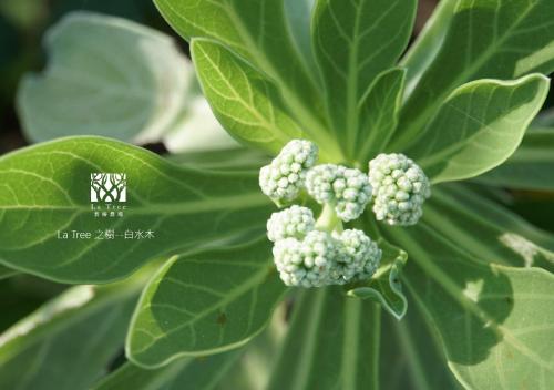 a close up of a broccoli plant with green leaves at La Tree 普椿農場木子莊園 in Donghe