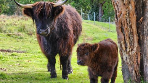 a cow and a baby cow standing next to a tree at Ruby's Cottage Farm Stay in Port Arthur
