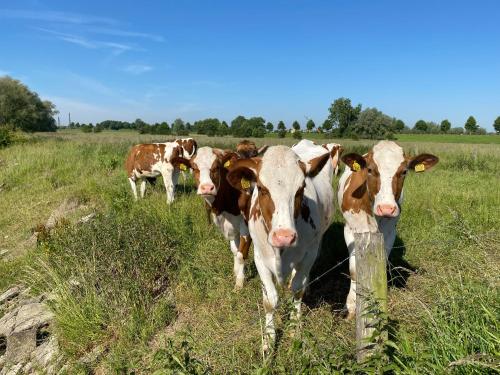 un grupo de vacas de pie en un campo de hierba en Bell Tent aan de haven, en Heerewaarden