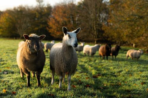 a herd of sheep standing in a field at Ballymaloe House Hotel in Ballycotton
