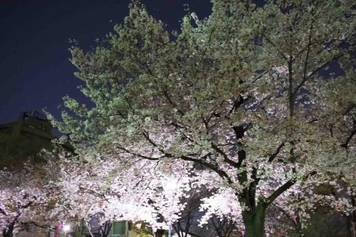 a tree with white flowers on it at night at 帝塚山忍者屋敷 in Osaka