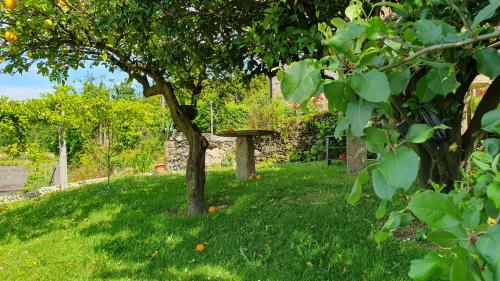 a tree in the grass with a birdbath under it at Casa Caminho da Ponte in Monção