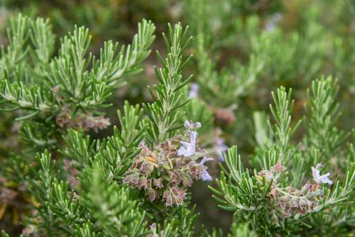 a close up of a pine tree with flowers at Luxury Farmhouse with Swimming Pool, By TimeCooler in Sobral de Monte Agraço