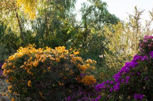 a group of flowers in a garden with trees at Casa León Royal Retreat in Maspalomas