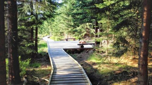a wooden boardwalk in the middle of a forest at Rodinné apartmány Rafael Bedřichov in Bedřichov