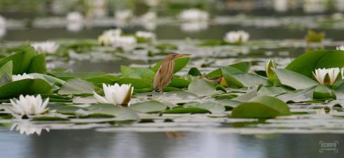 a group of white flowers and green leaves in a pond at Euphoria Neptun Oxygen in Neptun