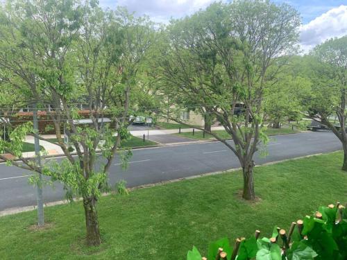 a view of a park with trees and a street at Plush 2 bedroom apartment Kingston in Kingston 