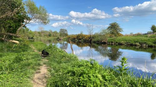 a dog walking down a path next to a river at Spacious cottage - walk to Crieff in Crieff
