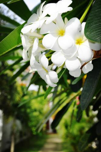 a bunch of white flowers hanging from a tree at Tana Mysterious garden in Panglao