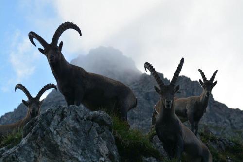 a group of goats standing on top of a mountain at Ferienwohnungen Anja in Steeg