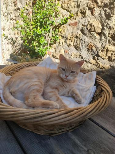 an orange cat laying in a basket on a blanket at "Les Chacobins" - appart'étape avec Garage Vélos in La Réole