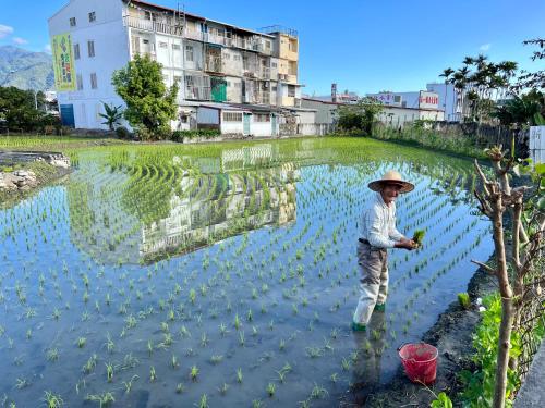 a man standing in a rice field at Gift Box Hostel in Chishang
