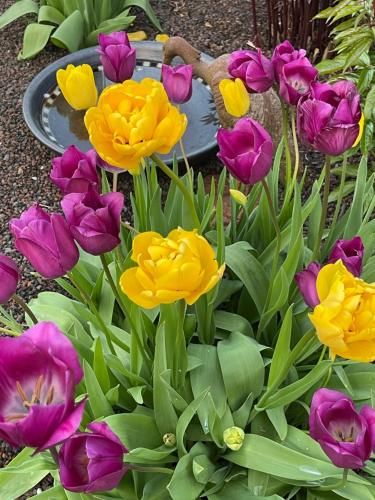 a bunch of purple and yellow flowers in a garden at Ferienwohnung am Pferdemarkt in Konz