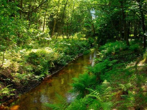 a stream in the middle of a forest at Ferienwohnung Niemann in Lutterloh in Unterlüß