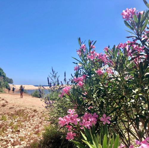 a bush with pink flowers on a dirt road at Goloritzè Room and Breakfast in Baunei