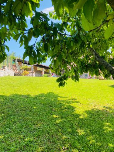 a green field with a tree in the foreground at B&B Girasole in Torraca