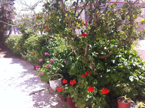 a group of flowers in pots next to a tree at Neapolis Apartments in Palaiochóra