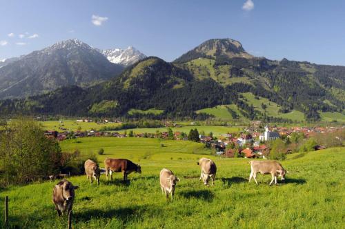 a group of cows grazing in a field with mountains at Hotel Garni Malerwinkl in Bad Hindelang