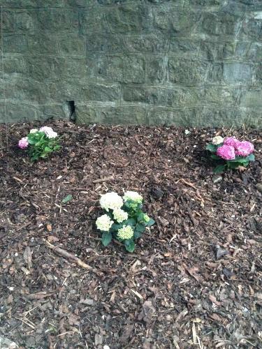 two flowers in the dirt next to a brick wall at B&B Le Notaire in Bomal