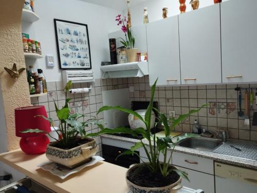 聖馬洛的住宿－chambre d'hote dans maison individuelle，柜台上的厨房,有两盆植物