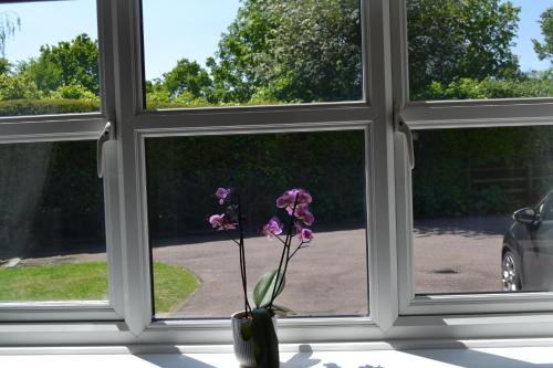 Beautiful studio in Ely في إيلي: مزهرية مع زهرة أرجوانية أمام النافذة