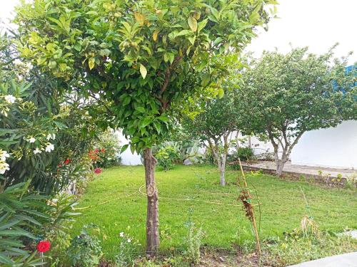 un grupo de árboles en un patio con un campo en Maison S+1 très bien équipée à 2mn de la plage en Qulaybīyah