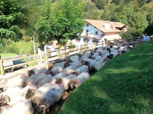 a herd of sheep walking down a hill at CASA RURAL Urruska in Elizondo