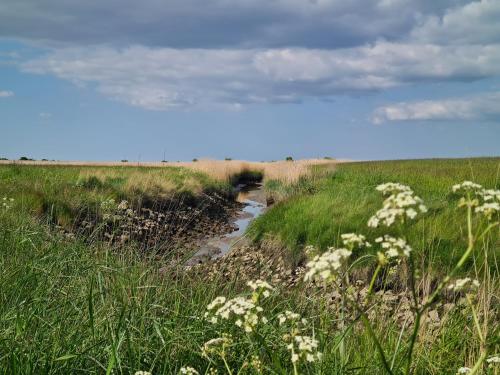 a field with white flowers in the grass at Ferienwohnung Sabrina in Nordleda