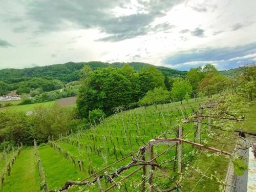 a view of a vineyard in a green field at Mini hiška v objemu vinograda in Pristava pri Mestinju