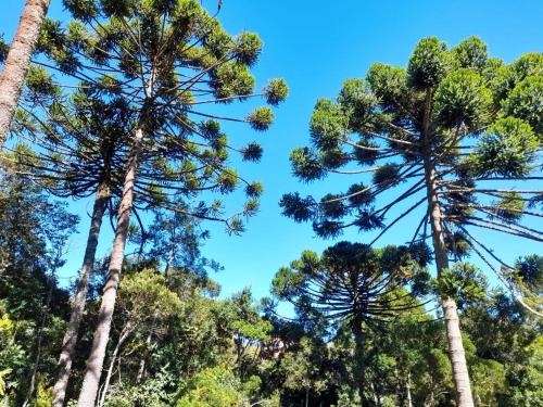 three tall palm trees against a blue sky at Pousada Lofts e Suítes Campos in Campos do Jordão