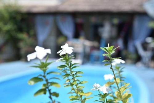 a plant with white flowers in front of a house at Pousada Nossa Senhora da Guia in Nobres