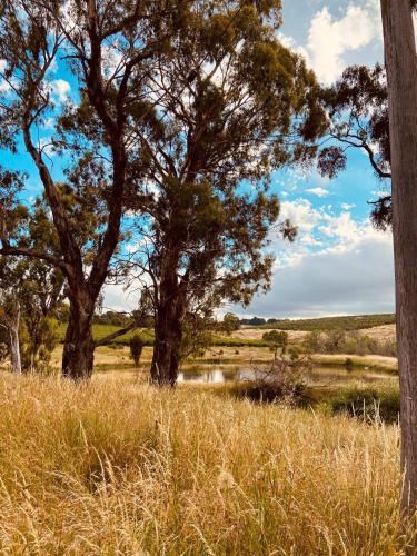 a field of tall grass with trees and a body of water at Bendalong - Rural Retreat, Short Drive to CBD in Orange
