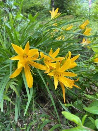 un gruppo di fiori gialli in un giardino di Morinouta a Nikko