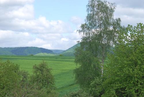 a tree in the middle of a green field at Ferienwohnung Stricker Typ E in Bad Sachsa