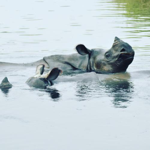 a hippopotamus swimming in the water with two ducks at Hotel Butterfly - Peaceful Garden for Nature Lovers in Sauraha