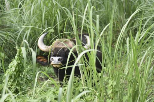a bull with horns laying in a field of tall grass at Hotel Butterfly - Peaceful Garden for Nature Lovers in Sauraha