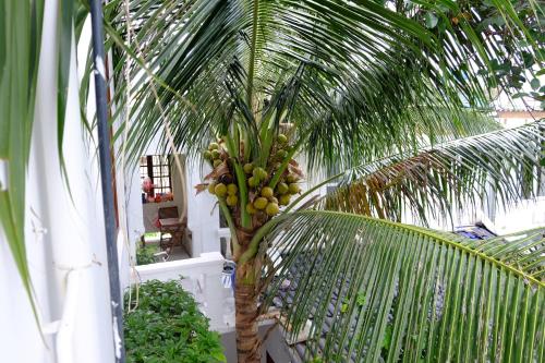 Eine Palme mit einem Haufen Bananen drauf. in der Unterkunft Moon house tropical garden - Coconut in Nha Trang